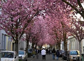 德國(guó)波恩：櫻花綻放