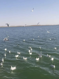 春灌開始 河套灌區(qū)生機(jī)盎然