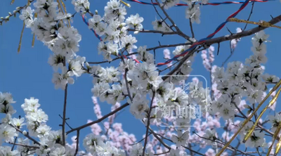 內蒙古首次發(fā)布《花粉一沙塵復合影響健康氣象風險提示》