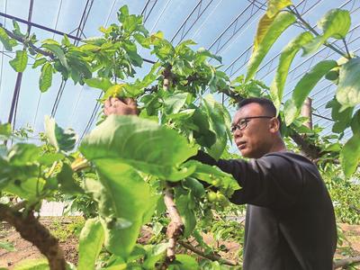 小櫻桃托起穩(wěn)穩(wěn)的幸福