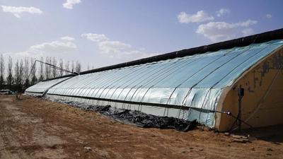 【走一線 改文風(fēng)】升級(jí)煥新！鄂托克前旗這座大棚讓花卉育苗盡顯“科技范兒”