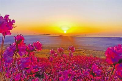 映山紅花滿山坡