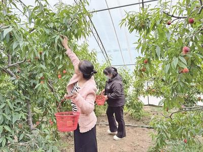 烏海市現(xiàn)代農(nóng)業(yè)發(fā)展一線見聞：農(nóng)區(qū)更美、農(nóng)民更富、鄉(xiāng)村更有奔頭