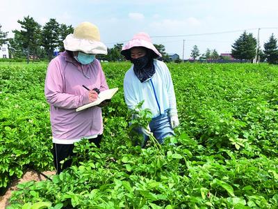 王玉鳳：扎根田間，幫鄉(xiāng)親種出好土豆