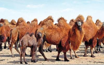 “駝”經(jīng)濟(jì)富了一方百姓