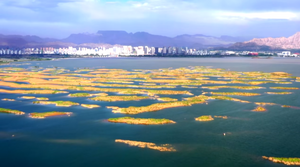 我的城 | 乌海湖 城市的绿色心跳