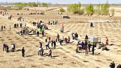 植樹4.2萬株 綠染黃河岸  