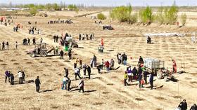 植樹4.2萬株 綠染黃河岸  