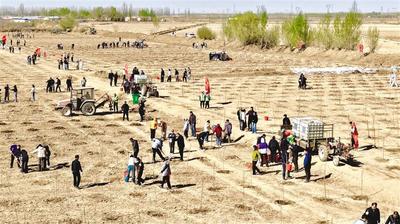 植樹4.2萬株 綠染黃河岸  