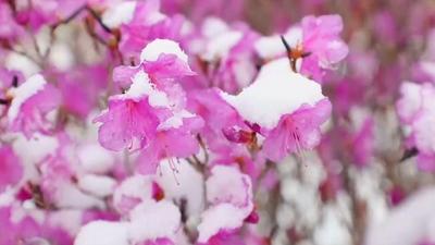 清明踏青正當(dāng)時！呼倫貝爾春光全攻略上新