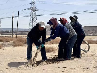 綠染沙海！烏海接續(xù)打響黃河“幾字彎”攻堅戰(zhàn)
