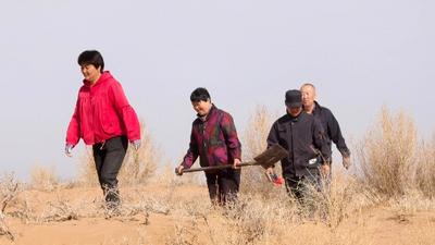 走一線 改文風(fēng)丨阿拉善“沙漠人參”出土記