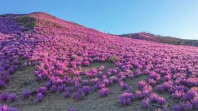 必看！扎蘭屯賞杜鵑花保姆級指南