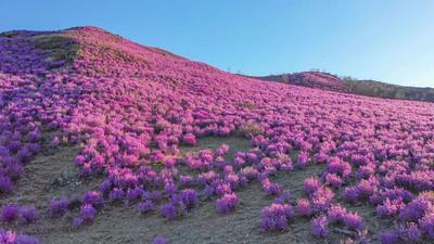 必看！扎蘭屯賞杜鵑花保姆級指南