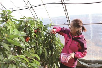 櫻紅綴滿枝 甜潤致富路