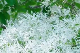 美好！武漢一流蘇古樹開花