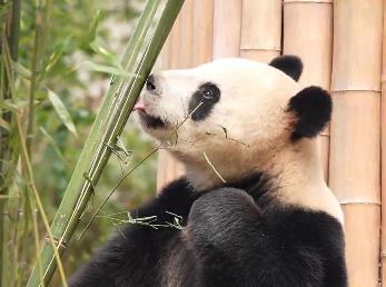 干饭第一步，先给竹子来个深度嗅嗅认证