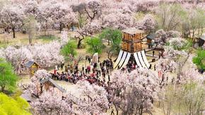 山青杏花開 客從八方來