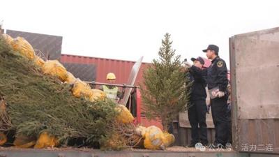 優(yōu)服務(wù) 暢通關(guān)！二連海關(guān)助力鮮活苗木出口跑出“加速度”