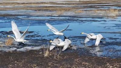 天鵝“探路”！首波“貴客”翩躚而至