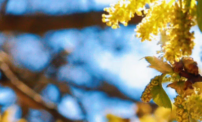 烏素圖三百年菩提樹“開花冒煙”了