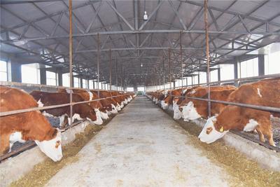 赤峰市八條措施落地！肉牛肉羊產業(yè)迎來政策紅利