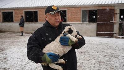 走一線 改文風(fēng) | 我在呼倫貝爾有只羊！