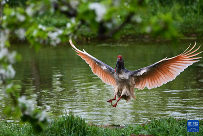 朱鹮之乡 鸟影翩跹
