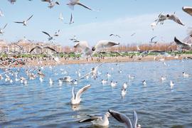 春风送暖鸥鸟至 乌海湖畔春意浓