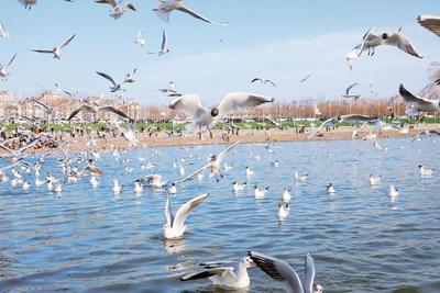 春風(fēng)送暖鷗鳥(niǎo)至 烏海湖畔春意濃