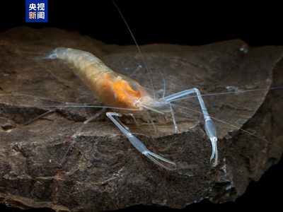 廣西崇左白頭葉猴國家級自然保護(hù)區(qū)發(fā)現(xiàn)候選新種