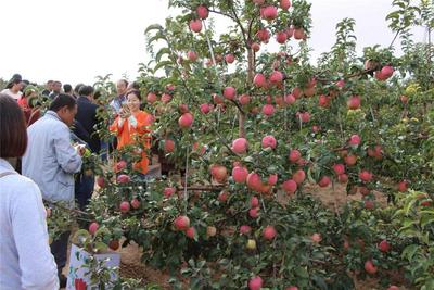 寧城縣：群眾抱團(tuán)發(fā)展共赴紅火日子