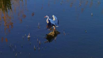 寧夏沙湖春日限定大片