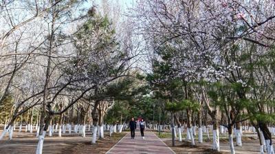莫負(fù)春光！這里的桃花進(jìn)入最佳觀賞期