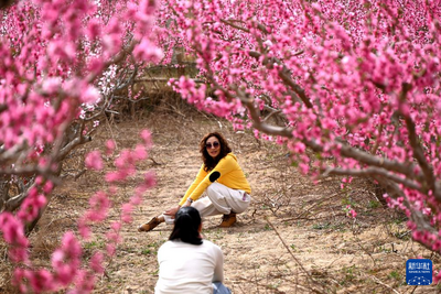 甘肅敦煌：鳴沙山下桃花俏