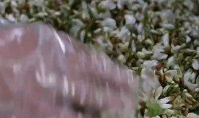 時(shí)令“漂亮飯”將生活儀式感拉滿(mǎn) 這份春日鮮花入饌指南請(qǐng)收好