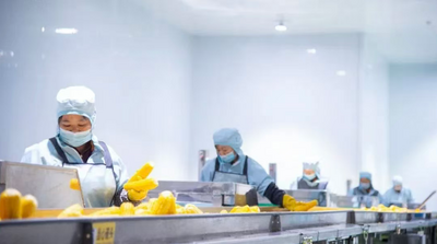 鮮食玉米香飄全國 易中易打造現(xiàn)代農(nóng)業(yè)新名片