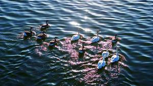 乌兰察布迎来候鸟迁徙高峰