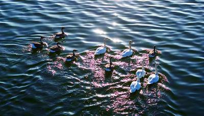烏蘭察布迎來候鳥遷徙高峰