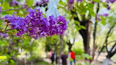 花香滿青城！專屬于呼和浩特的“限定香氛”