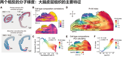 我國(guó)科學(xué)家找到了大腦皮層的起源