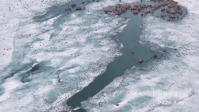 春融兴凯湖 万鸟逐浪来