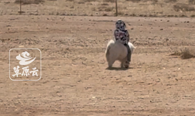 7歲小騎手 騎著羊去飲羊