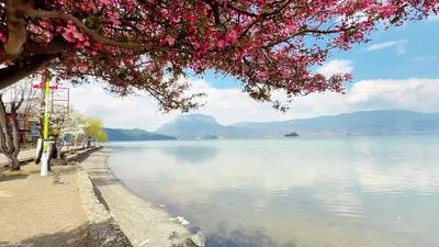 氛围感绝了！丽江泸沽湖海棠花开