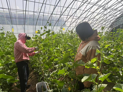 “黨支部+合作社+種植戶” 科左中旗婦聯(lián)引領(lǐng)婦女深耕設(shè)施農(nóng)業(yè) 鋪就鄉(xiāng)村振興致富路