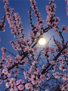 “賞花+夜游“ 在呼和浩特遇見別樣春天