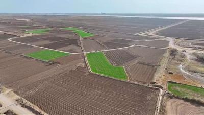 黃河岸畔春耕忙