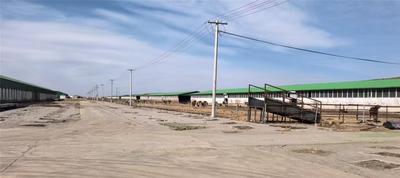 8村抱團(tuán)養(yǎng)牛！化德朝陽鎮(zhèn)解鎖集體經(jīng)濟(jì)新打法