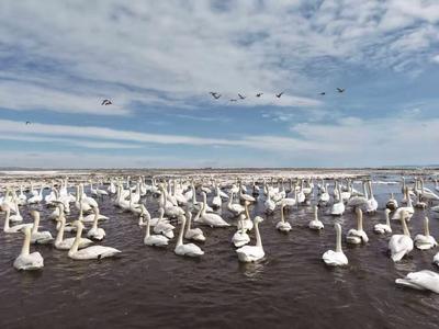 春季到興凱湖來看鳥