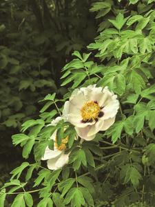牡丹 花開
